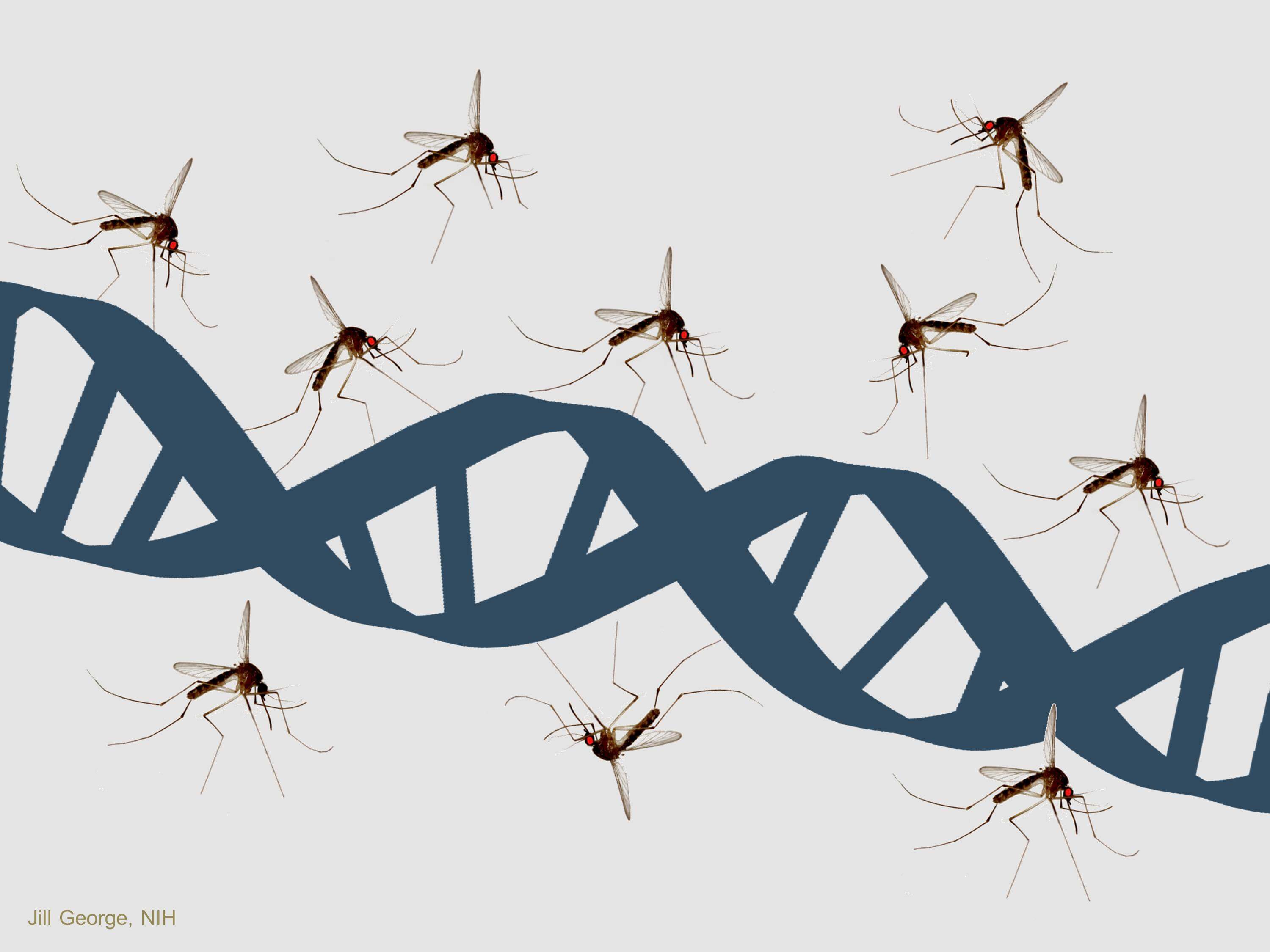 ژنتیک در حشرات موذی ، سمپاشی ژنتیکی منازل چیست؟